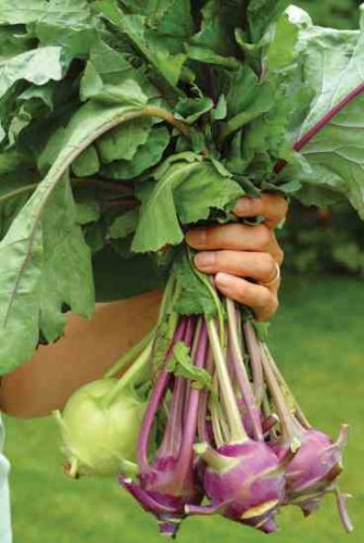 Growing Kohlrabi: The Forgotten Vegetable